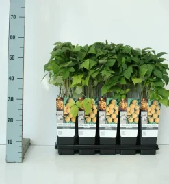 Obststrauch Goldgelbe Himbeere 2 L Container