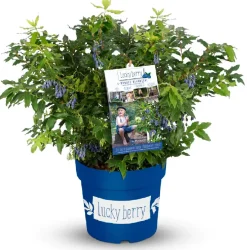 Obststrauch Heidelbeere 4,6 L Container