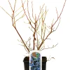 Obststrauch Heidelbeere 5 L Container