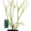 Obststrauch Heidelbeere 2 L Container