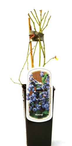 Obststrauch Heidelbeere H ca 45 cm 2 L Eckcontainer