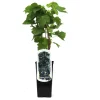 Obststrauch Johannisbeere H ca 45 cm 2 L Eckcontainer