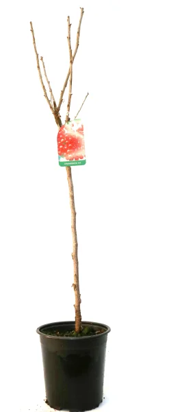 Obststrauch Johannisbeere rot 3 L Container