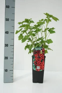Obststrauch Rote Johannisbeere 2 L Eck-Container