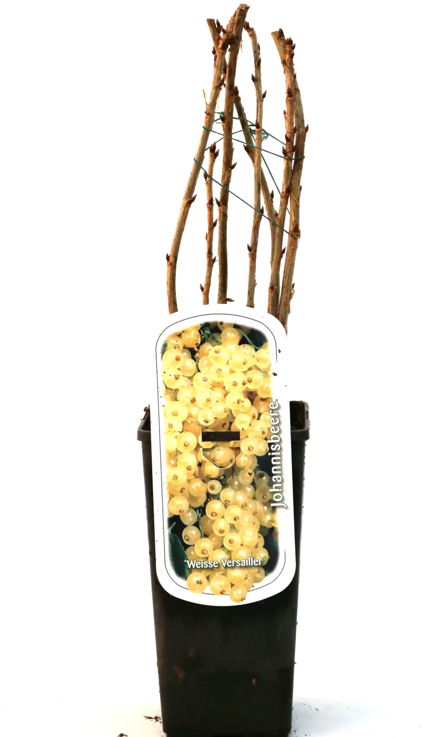 Obststrauch Weiße Johannisbeere 2 L Eck-Container