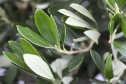 Olea Europaea Olivenbaum 90 cm 19 cm Topf