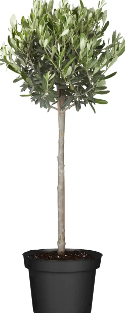 Olea Europaea Olivenbaum 90 cm 19 cm Topf