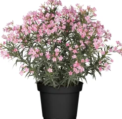 Oleander Busch H ca. 60 cm 20 cm Topf
