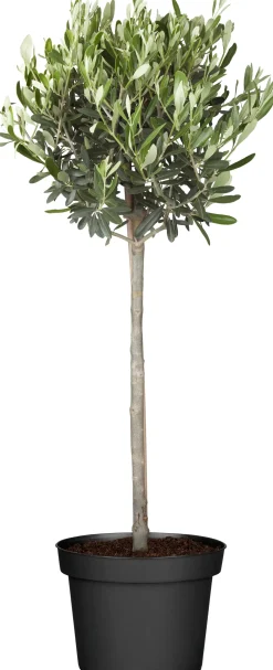 Olivenbaum 20 cm Topf