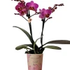 Orchidee Phalaenopsis Kolibrie 2 Triebe 9 cm Topf ca. 40 cm hoch