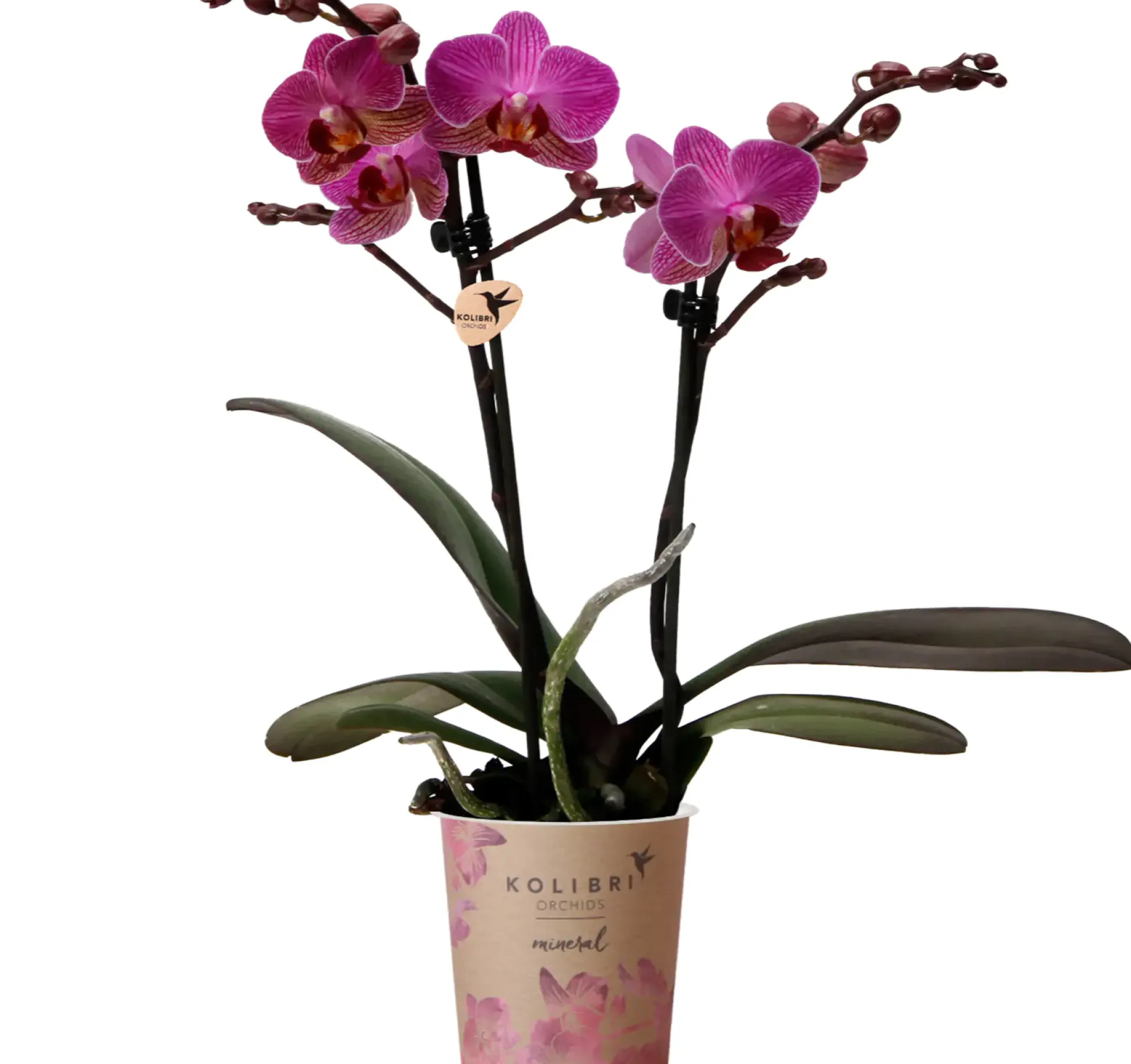 Orchidee Phalaenopsis Kolibrie 2 Triebe 9 cm Topf ca. 40 cm hoch
