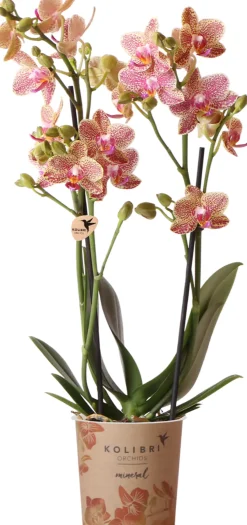 Orchidee Phalaenopsis Kolibrie 2 Triebe 9 cm Topf ca. 40 cm hoch