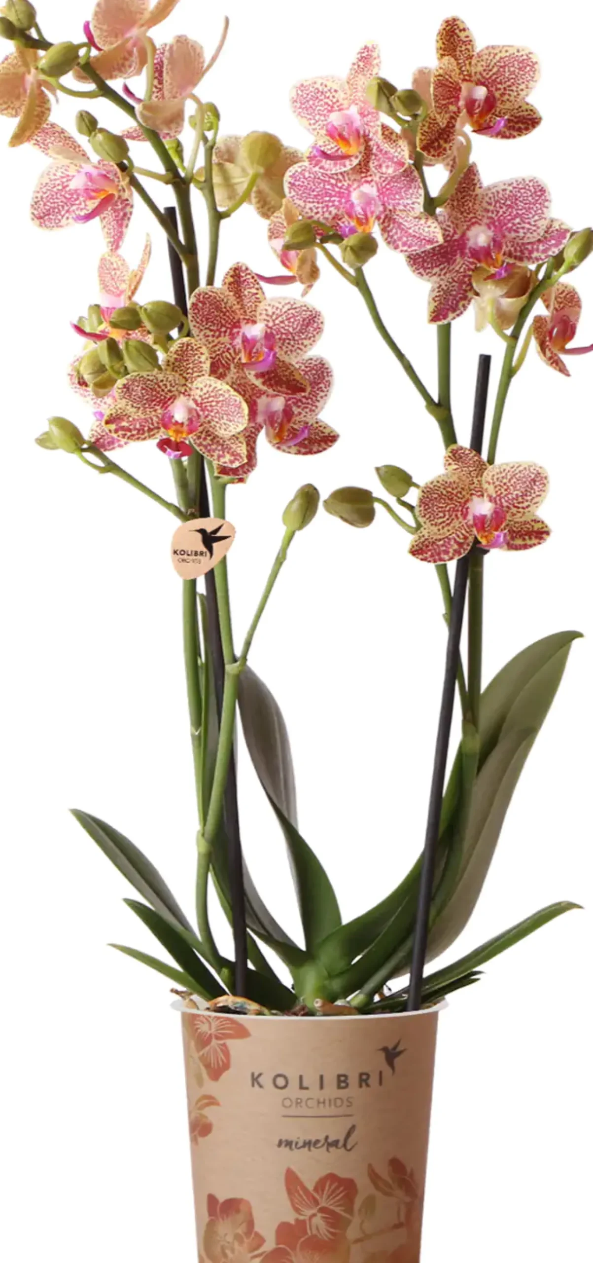 Orchidee Phalaenopsis Kolibrie 2 Triebe 9 cm Topf ca. 40 cm hoch