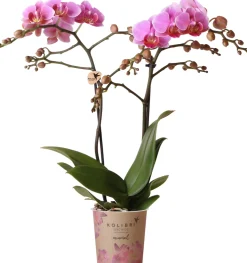Orchidee Phalaenopsis Kolibrie 2 Triebe 9 cm Topf ca. 40 cm hoch