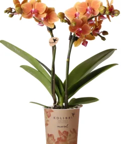 Orchidee Phalaenopsis Kolibrie 2 Triebe 9 cm Topf ca. 40 cm hoch