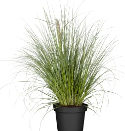 Pampasgras Pumilia 5 l Container