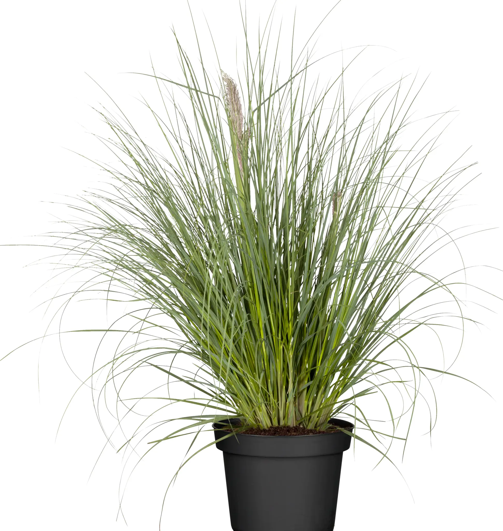 Pampasgras Pumilia 5 l Container