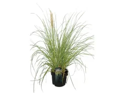 Pampasgras Pumilia 5 l Container