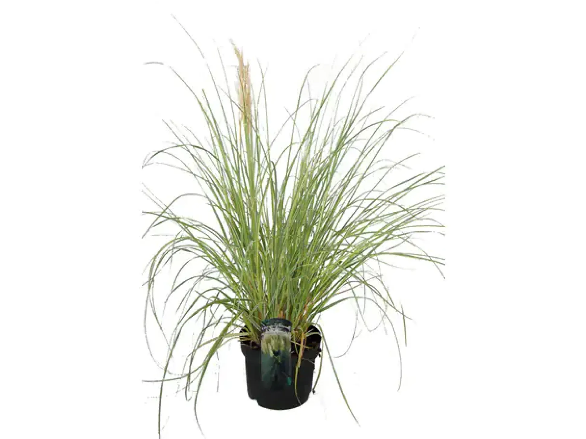 Pampasgras Pumilia 5 l Container