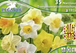 Pegasus BigBag Narzissen Trompetenmischung Narcissus pseudonarcissus