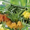Pegasus Blumenzwiebeln BigBag Fritillaria Kaiserkronen Mix Inhalt: 3 Stück
