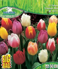 Pegasus Herbstblumenzwiebel Big Bag Triumph Tulpe Mischung 32 Stück