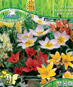 Pegasus Herbstblumenzwiebel Big Bag Bienentulpen Mischung 60 Stück
