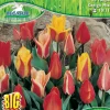 Pegasus Herbstblumenzwiebel Big Bag Botanische Tulpen Mischung 25 Stück