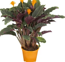 Pfeilblatt Calathea Crocata H ca. 40 cm 14 cm Topf