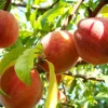Pfirsichbaum Amsden 7,5 L Container
