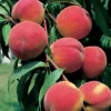 Pfirsichbaum Red Haven 7,5 L Container