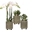 Pflanzenarrangement Orchidee und Sukkulenten Binti Grey