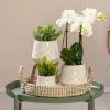 Pflanzenarrangement Orchidee und Sukkulenten Bohemian White