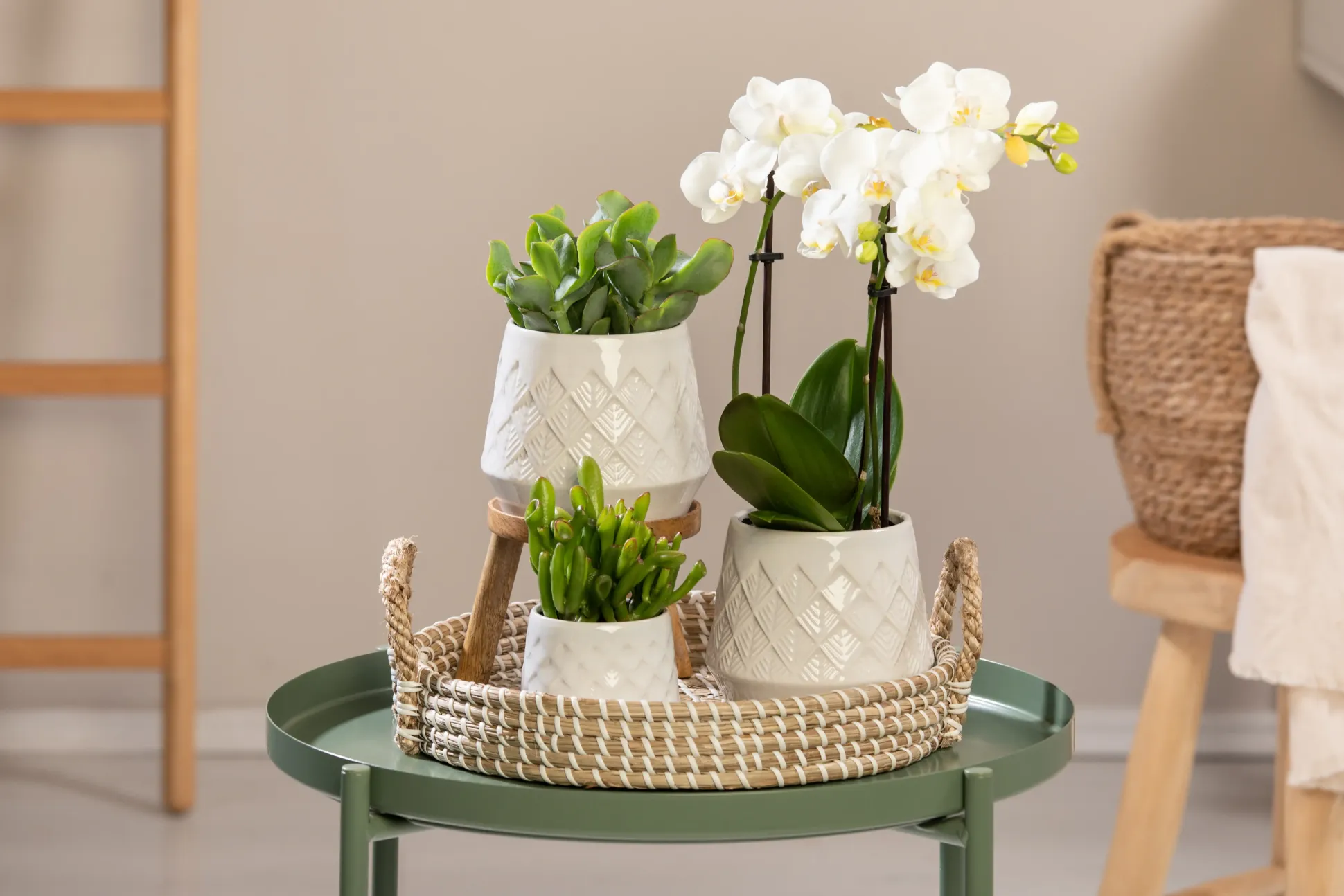 Pflanzenarrangement Orchidee und Sukkulenten Bohemian White