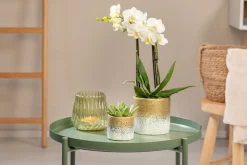 Pflanzenarrangement Orchidee und Sukkulent in Flame Gold Keramik