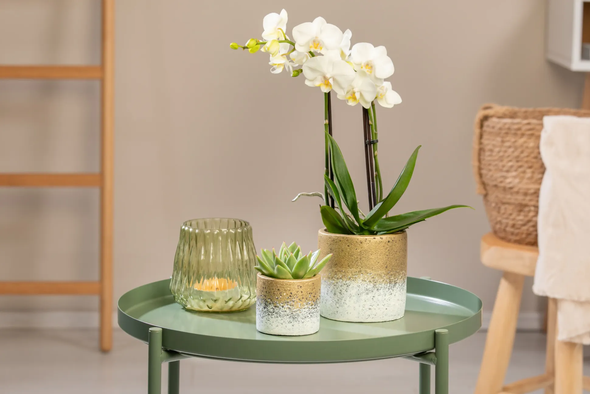 Pflanzenarrangement Orchidee und Sukkulent in Flame Gold Keramik