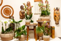Pflanzenarrangement Orchidee rosa 2-Trieber in Marrakesh Keramik