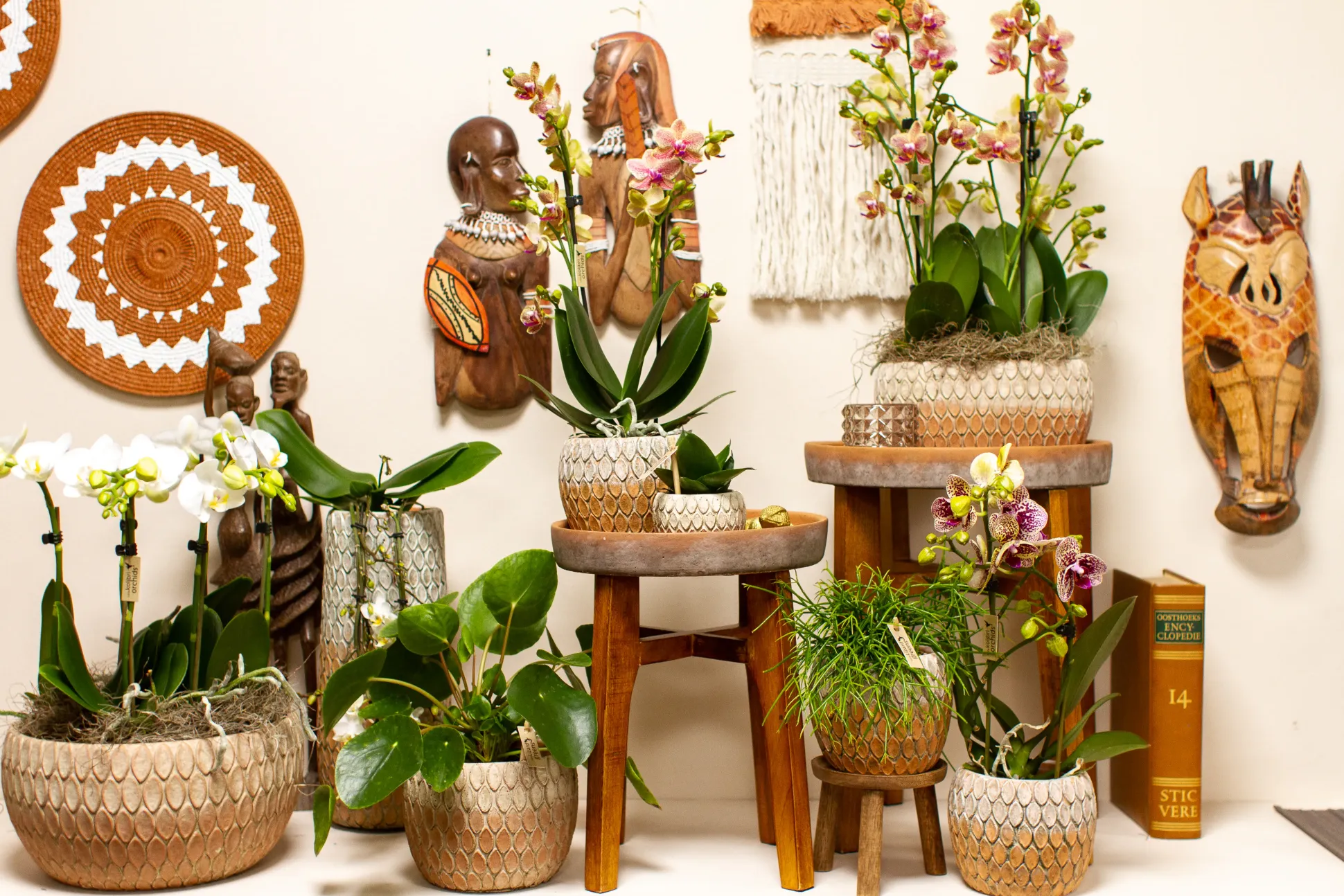 Pflanzenarrangement Orchidee rosa 2-Trieber in Marrakesh Keramik