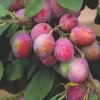 Pflaumenbaum Königin Viktoria 7,5 L Container