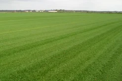 Premoplan Rollrasen Sport- und Spiel ab 30 m²