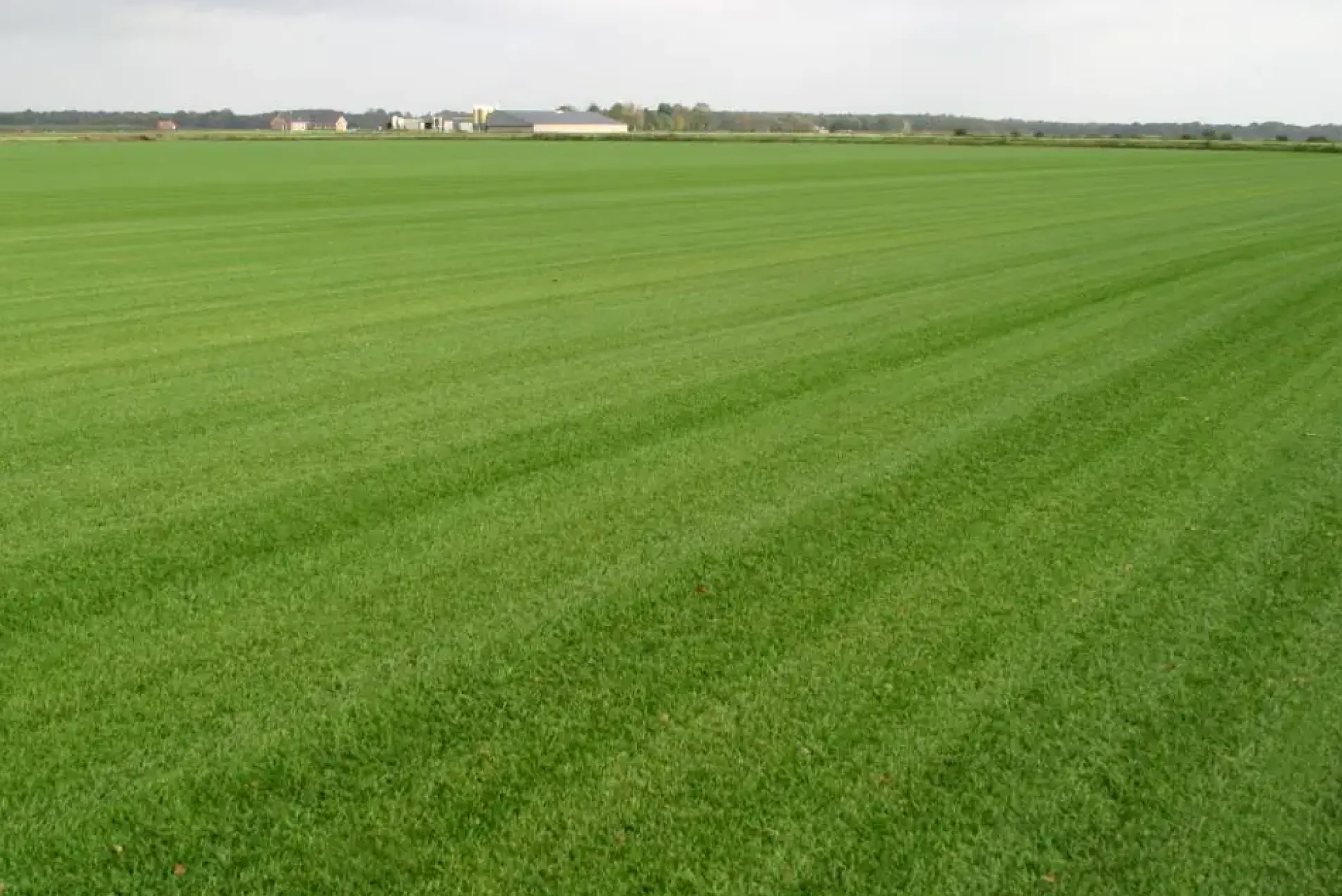 Premoplan Rollrasen Sport- und Spiel ab 30 m²