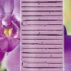 Primaster Düngestäbchen Orchideen 30 Stück