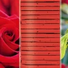 Primaster Düngestäbchen Rosen und Stauden 30 Stück