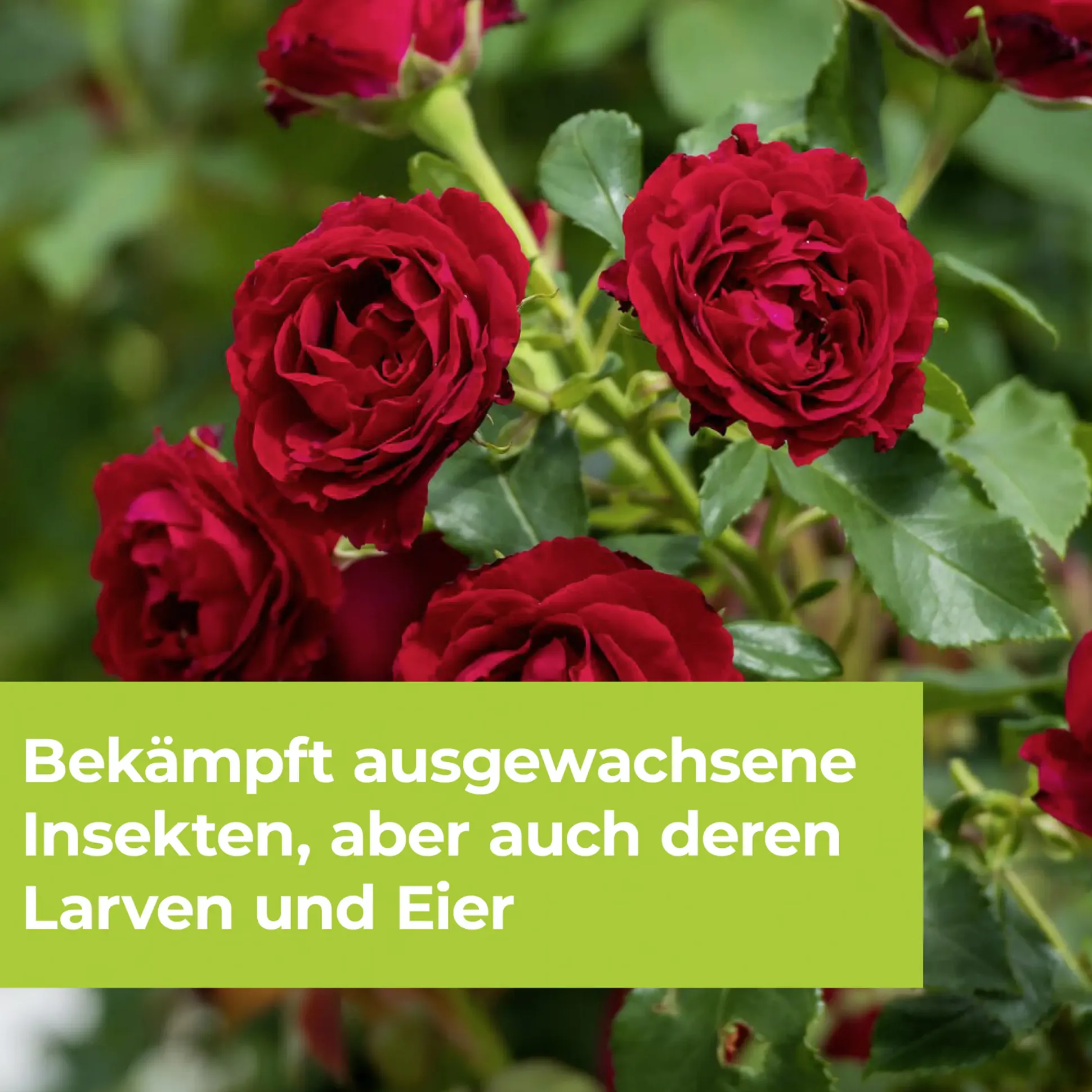 Protect Garden Lizetan Zierpflanzen- & Rosen-Spray AF 500 ml
