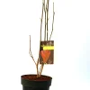 Purpurmagnolie 5 l Container