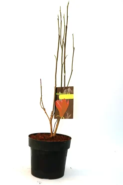Purpurmagnolie 5 l Container