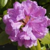 Rhododendron Catawbiense Grandiflorum 5 l Container