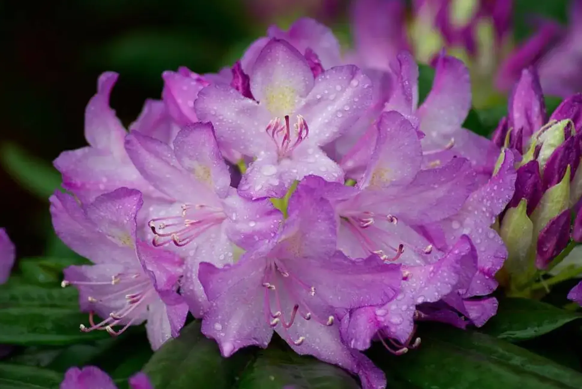 Rhododendron Catawbiense Grandiflorum 5 l Container