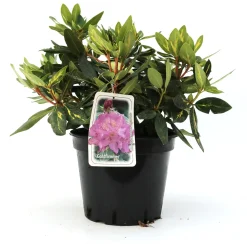 Rhododendron Goldflimmer 5 l Container
