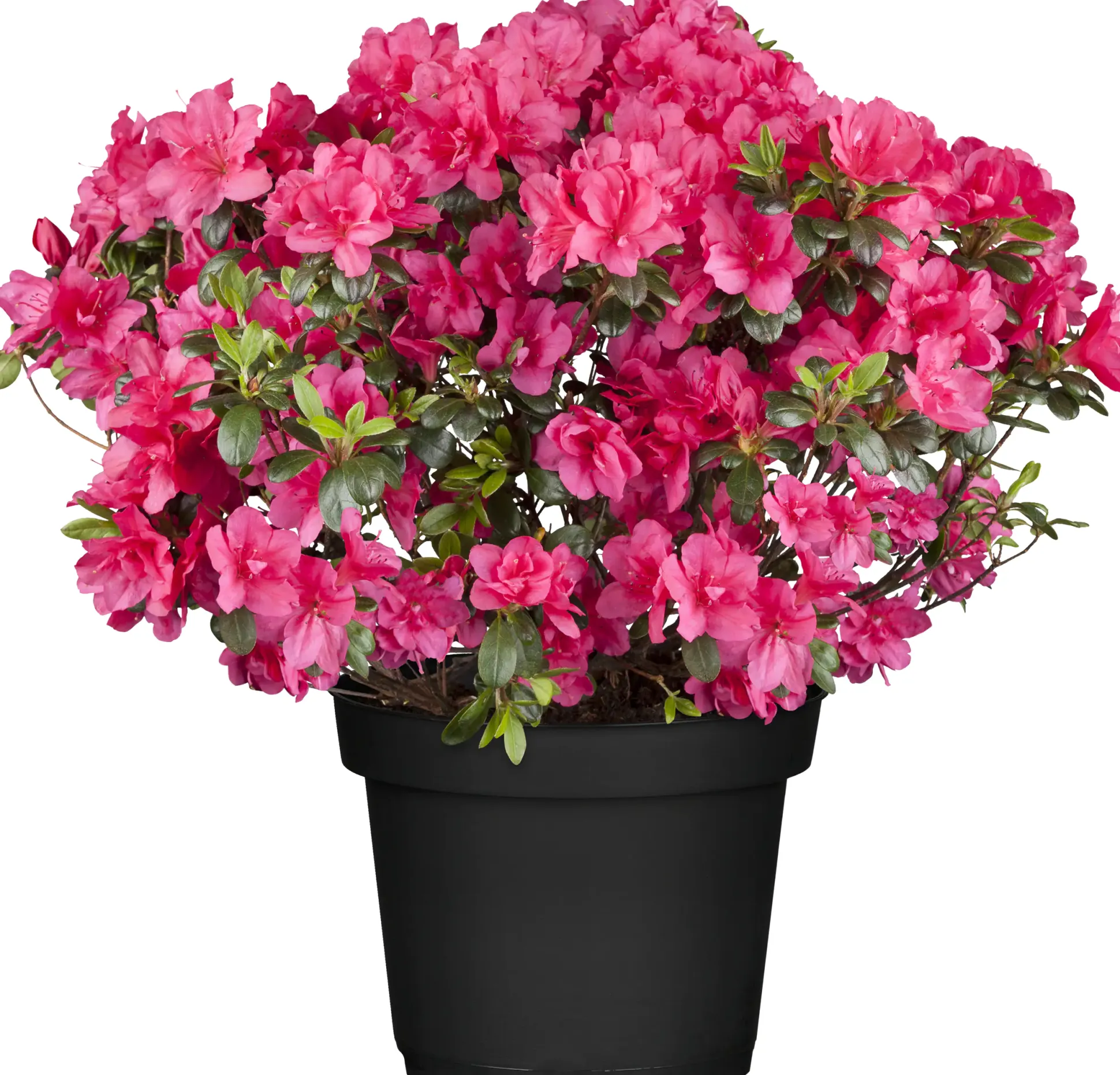 Rhododendron H 15- 20 cm 2 L Container